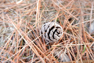 the image of pine cone conifer cone