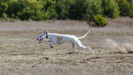 Obraz na płótnie Canvas Coursing. Whippet dog running in the field
