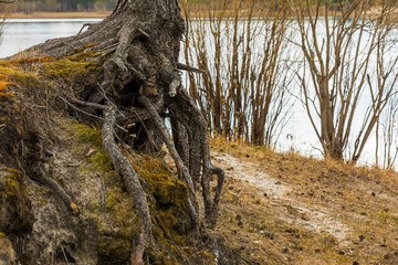 Naked roots of a pine tree growing on the collapsing river Bank. The concept of survival, taking every chance.