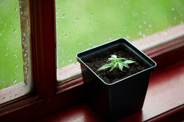 Commercial hemp grows in a pot, growing hemp from seedlings. Concept of planting marijuana in pots indoors on glass background with condensation or raindrops on the window. Hemp grows indoors