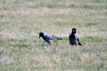 Nebelkrähen ( Aaskrähen ) im Frühjahr während der Balz