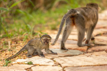 Vervet monkey baby (Chlorocebus pygerythrus) with mom, Murchison Falls National Park, Uganda.