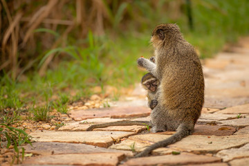 Vervet monkey baby (Chlorocebus pygerythrus) with mom, Murchison Falls National Park, Uganda.