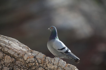 A bird a pigeon perched on the rocks