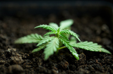 Cannabis seedlings commercial grow from soil-grown by cannabis farmers. Concept of growing commercial hemp indoors in a pot, growing hemp from seedlings. Planting marijuana in pots indoors