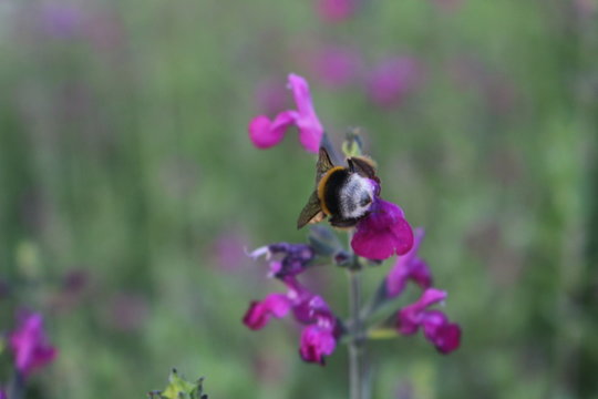 Culo de Abeja