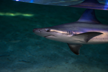 Shark in the water, Spain