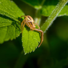 Spider xysticus  female sitting on green leaf