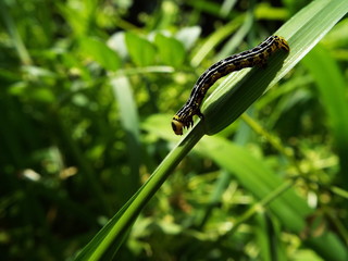 エダシャク 幼虫 larva of moth