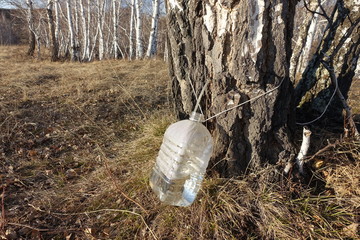 Collecting birch SAP in the spring. Healthy and delicious natural eco-friendly drink.