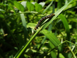 イモムシ larva