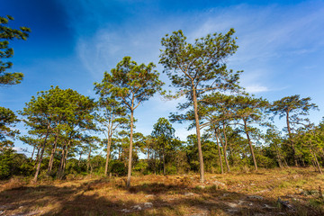 Obraz premium Pine forest landscape. 