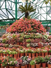 flowers in a greenhouse