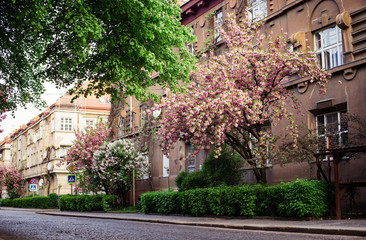 
Spring. Sakura color. Street with sakura trees