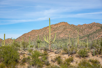 Saguaro National Park in Arizona