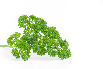 Fototapeta premium close up of parsley green leaves vegetable for cooking or garnish, isolated on white background with copy space for text. 