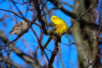 Goldammer Männchen im Frühjahr	