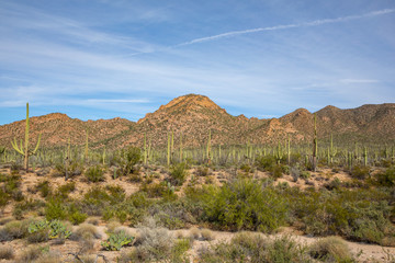 Naklejka premium Saguaro National Park in Arizona