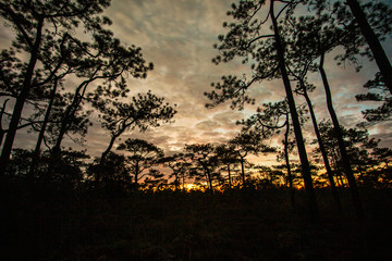 Silhouette of tree branch , Sunset past tropical silhouette of trees