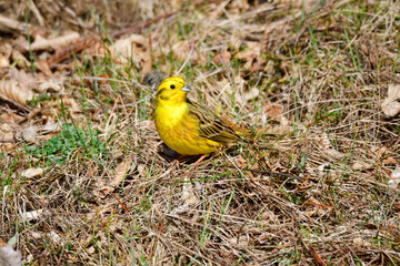 Goldammer Männchen im Frühjahr	