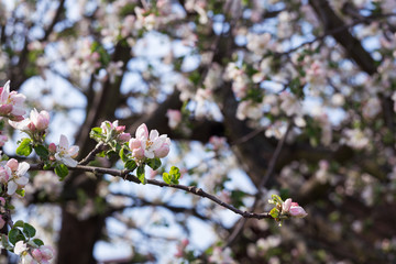 branch of a flowering Apple tree in the garden
