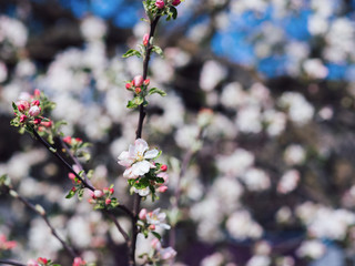 branch of a flowering Apple tree in the garden