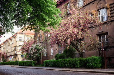 Fototapeta na wymiar Spring. Sakura color. Street with sakura trees
