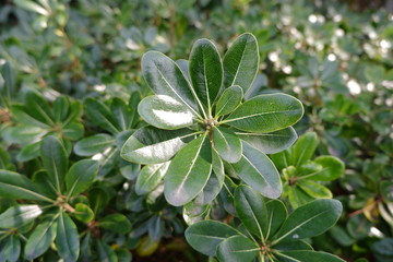 the image of Pittosporum tobira Japanese Cheesewood