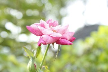 Rose flower