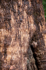 mit trockenem Moos bewachsene braune Baumstammrinde und Linienstruktur, abstrakt trocken