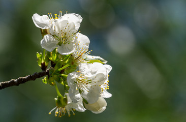 Cherry blossom blooming season. White flowers in spring garden. Close-up of cherry flowers in sunny day. Selective focus. Fresh wallpaper, nature background concept
