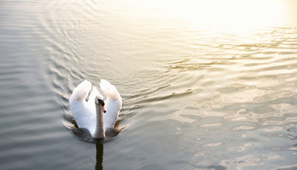 Close up image of a white goose on a blue lake in the sunlight. Goose are swimming in a blue lake, habitat background. Beautiful goose lifestyle.
