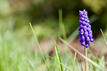 Traubenhyazinthe (Muscari)
