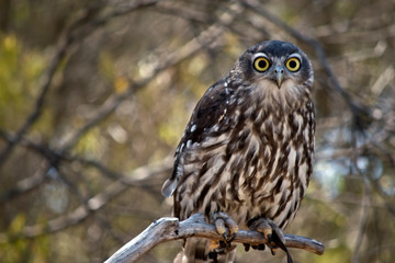 the barking owl is perched in a bush