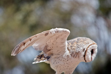 this is a side view of a barn owl