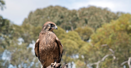 the brown falcon has brown feathers and is a raptor