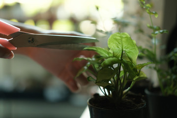 Unrecognized woman hand cutting the plant with a close up shot