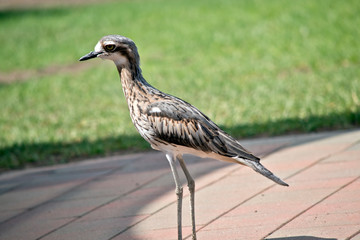 this is a side view of a bush stone curlew