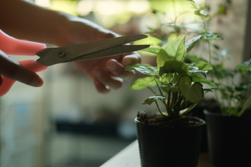 Unrecognized woman hand cut the leaves while quarantining time self-activity
