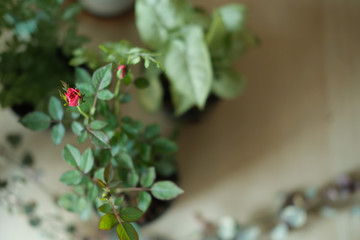 Small rose flower on the wooden table with top shot
