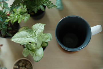 Small trees on the wooden table and a cup of glass top shot