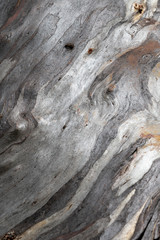 silbrig glänzende glatte geschwungene Linienstruktur auf Baumstamm trocken