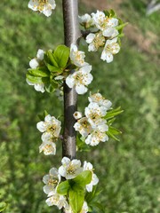 Алыча цветы