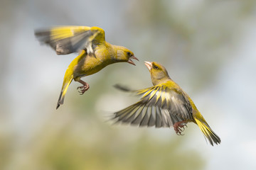 Battle between two flying European Greenfinch (Chloris chloris). Angry birds.	