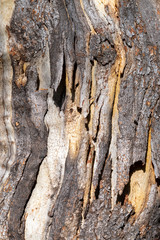 zerfledderte Baumrinde mit parallel herabhängenden Lappen trocken