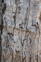 graubraune Holzbaumstammstruktur mit Wurmtunnel Linien abstrakte trocken