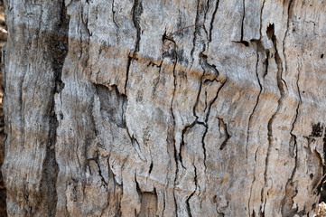 graubraune Holzbaumstammstruktur mit Wurmtunnel Linien abstrakte trocken
