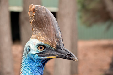 this is a close up of a cassowary