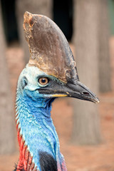 this is a close up of a cassowary