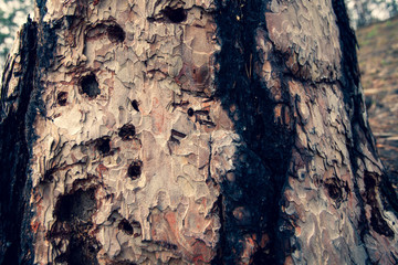 wood texture, bark, tree stump